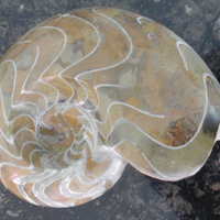 Moroccan ammonite