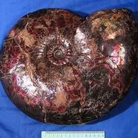 russian ammonite
