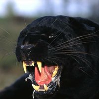 my favorite panther pic.