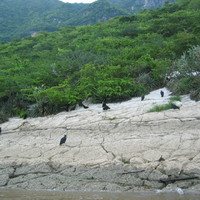 Voltures in the Canion del Sumidero (Chiapas, Mexico 2005)