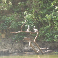 Pelicans in the Canyon del Sumidero (Chiapas, Mexico 2005)