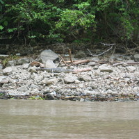 Crocrodiles in the Canyon del Sumidero (Chiapas, Mexico 2005)
