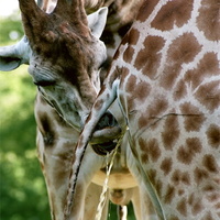 A giraffe drinking another giraffe's piss
