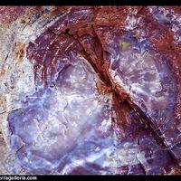 petrified forest, arizona