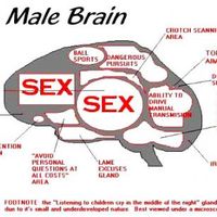 male brain