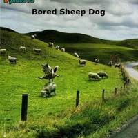 Bored sheepdog