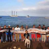 16ft oarfish in Catalina