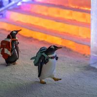 Penguins on a tour of the town