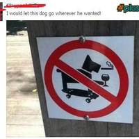 No alcoholic dogs smoking while riding a skateboard permitted