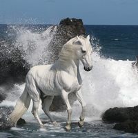 White horse at the beach