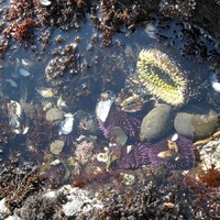 tide pool sea critters