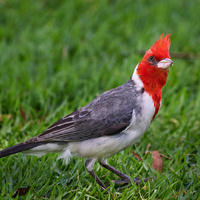Red-crested Cardinal - Oahu - Hawaii by Frank Ginn