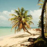 Tropical beach with a leaning palm tree and turquoise ocean by Mirjam Schuinder