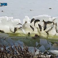 Fish frozen in ice at Lake Andes National Wildlife Refuge in South Dakota.