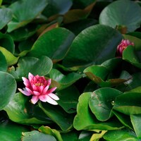 A pink water lily blooming among large green lily pads on a pond by Alexandr Popadin