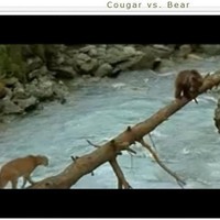 Cougar vs.Bear