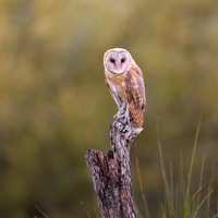 Wester barn owl by Costas Ganasos