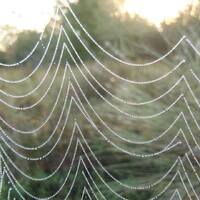 Strings of dewy pearls