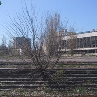 Chernobyl - Tree growing in steps