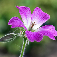 "Druce's Crane's-bill  (Geranium  oxonianum)" by Pete Thomas