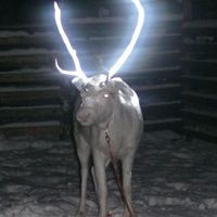 Finland testing reflective reindeer paint