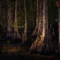 Everglades Light by Juergen M Zeidler