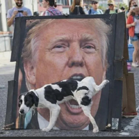 Goodest boy
