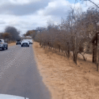 Stuck at the zebra crossing