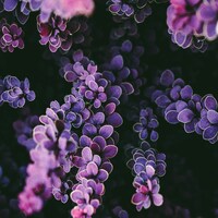 Close-up of purple barberry leaves against a dark background by Nastia Petruk