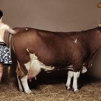 my funny picture collection insemination