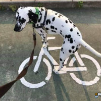 Dog riding a bike