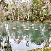 Manatees warming in a spring