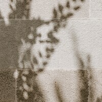 Leafy shadows cast onto a textured beige stone wall by Pawel Czerwinski