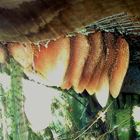 beehive under my house - last year