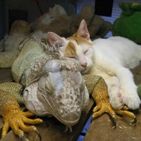 Iguana pussy