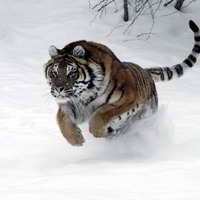 Tiger Pounce