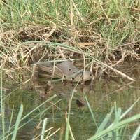 Croc found in the Iowa River!!