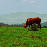 pastoral serenity