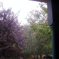 Web this morning