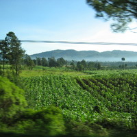 Mais fields in Chiapas (Mexico 2005)