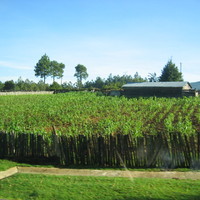 Mais fields in Chiapas (Mexico 2005)