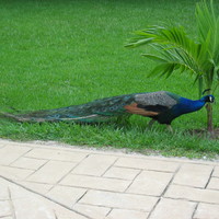 Male "pavone" (Mexico 2005)
