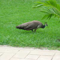Female "pavone" (Mexico 2005)