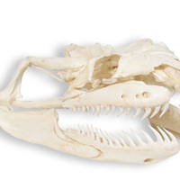 anaconda skull