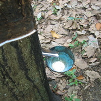 Extracting latex from trees, Mexico 2005
