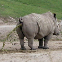 rhinopoo