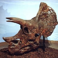 triceratops head my ex girlfriend found in montana