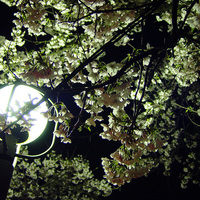 SAKURA (Cherry blossoms) -Nagaoka, Japan
