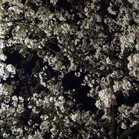 SAKURA (Cherry blossoms) -Nagaoka, Japan