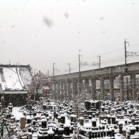 Snow flakes are dancing -This morning in Nagaoka